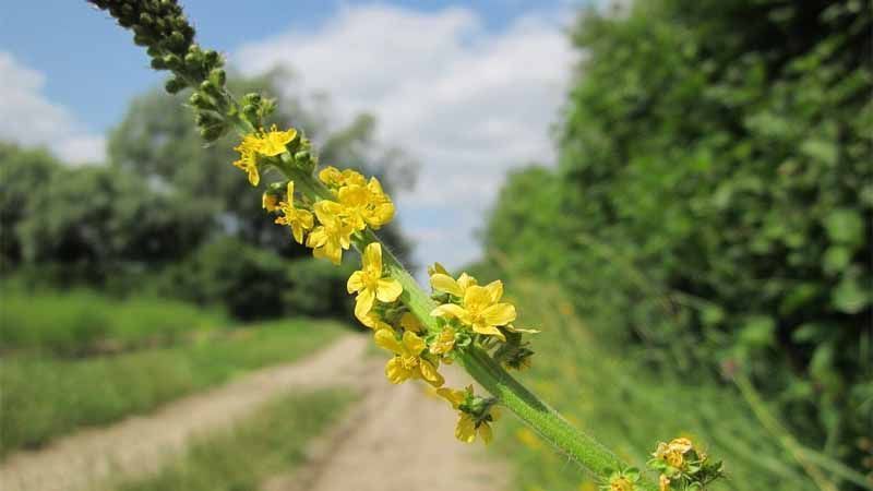 Agrimonia (Agrimony / Agrimonia eupatoria) : Problemas de adicción